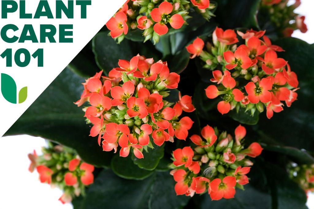 kalanchoes thrive in bright, indirect sunlight when grown as houseplants. south or west facing windows work well.