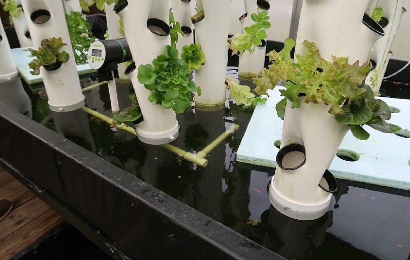 leafy greens, herbs, tomatoes, peppers thrive in vertical hydroponic gardens