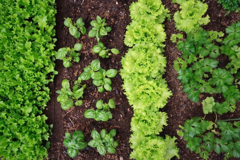 Maximizing Yield: Companion Planting In Your Edible Garden