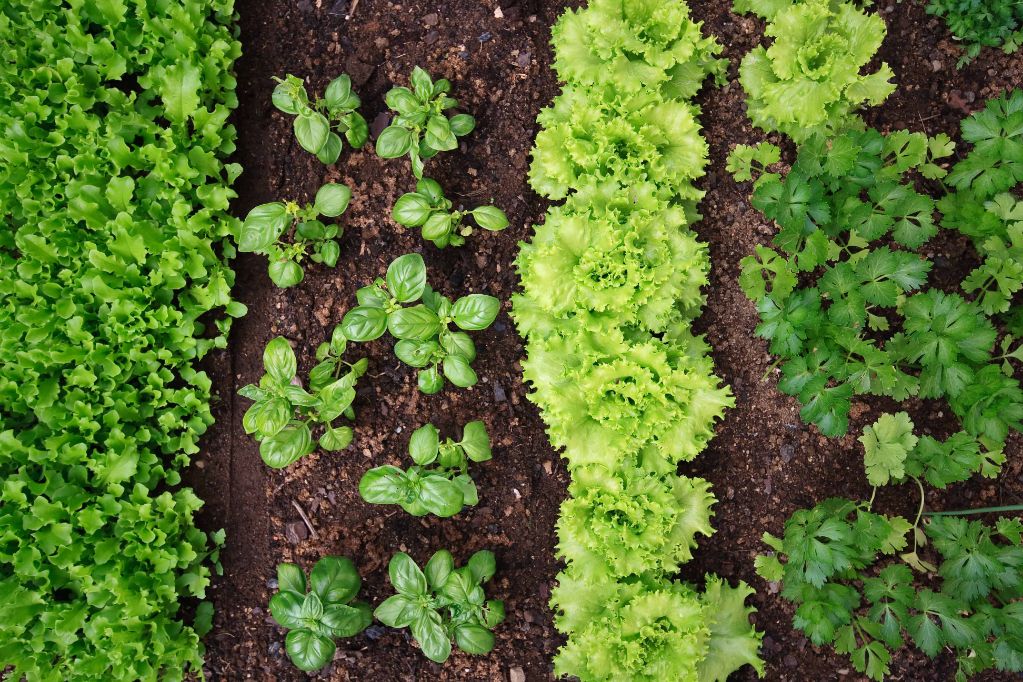 lettuce and radishes planted together maximize garden space and nutrients