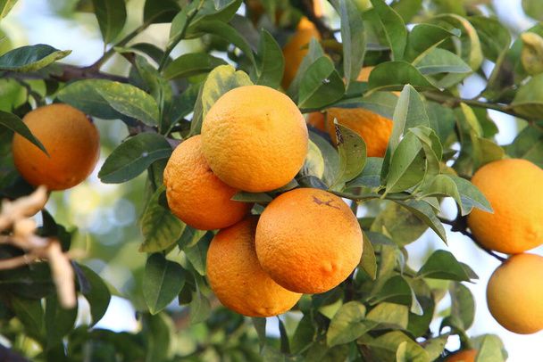 lush citrus trees with bright green leaves and orange fruit hanging against a sunny blue sky