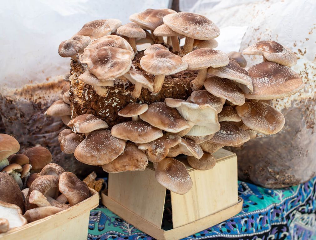 maintaining proper temperature, humidity, airflow, and light during the fruiting stage is crucial for a successful mushroom harvest.