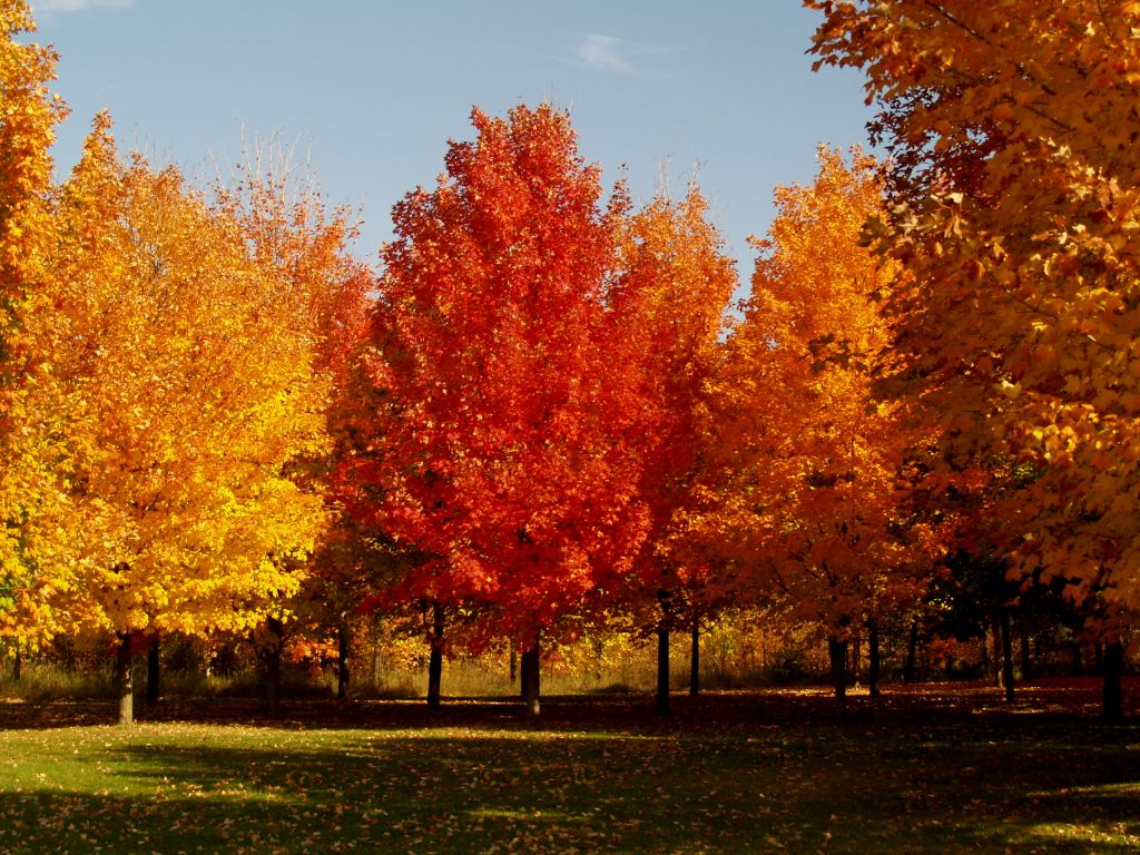 maple trees display brilliant fall colors.