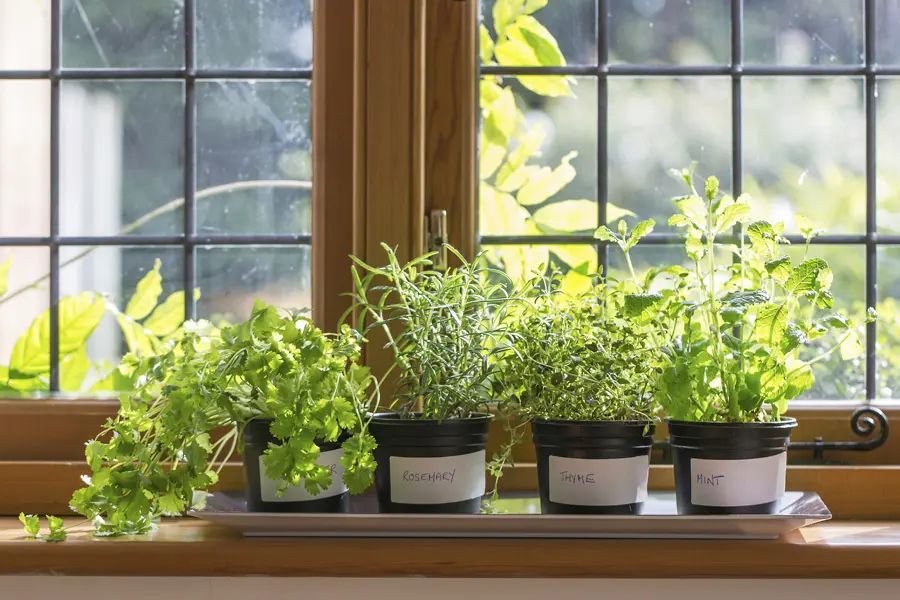 most culinary herbs need at least 6-8 hours of direct sunlight daily for optimal growth and flavor.