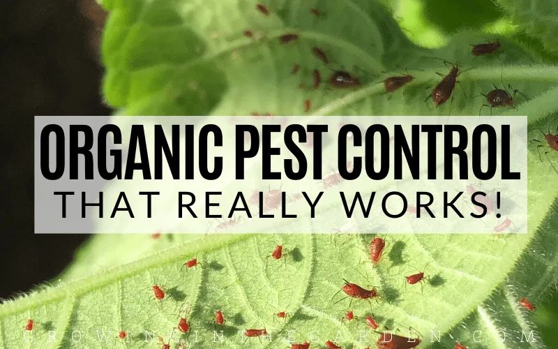 natural pest control is essential for organic gardening
