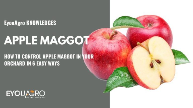 Combatting Apple Maggots: Protecting Your Apple Trees