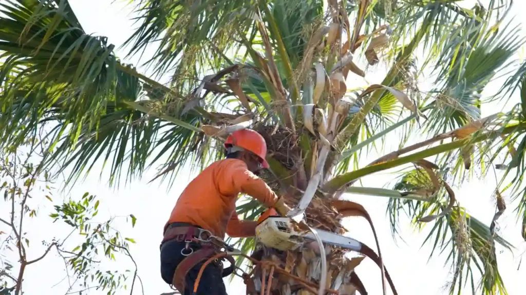 palm fronds being pruned with sterilized pruning shears
