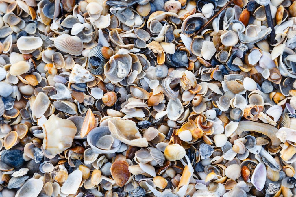 person adding seashells and smooth stones to a garden bed