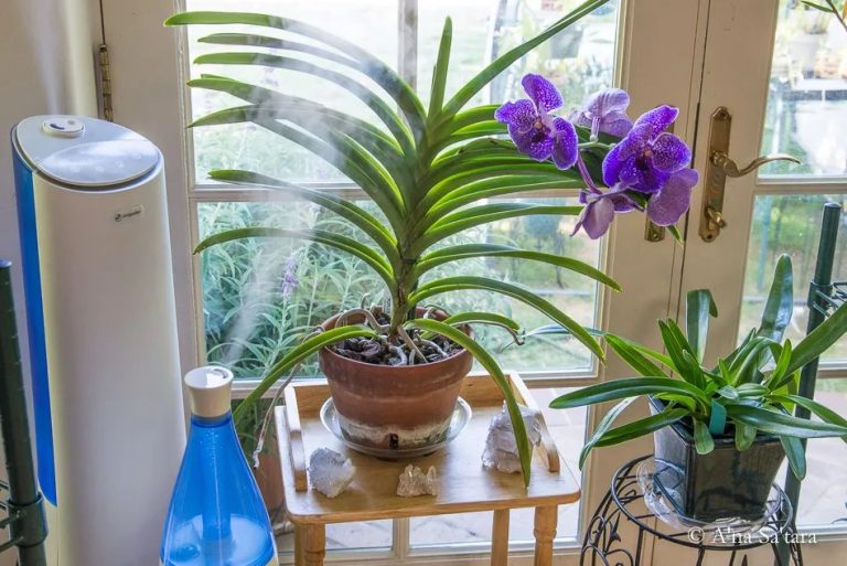 How To Care For Your Orchid: A Step-By-Step Guide