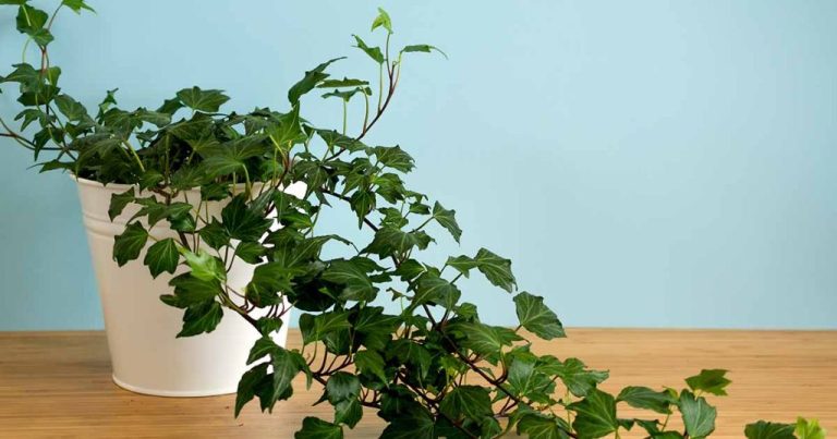 The Essential Guide To Caring For Ivy Plants Indoors