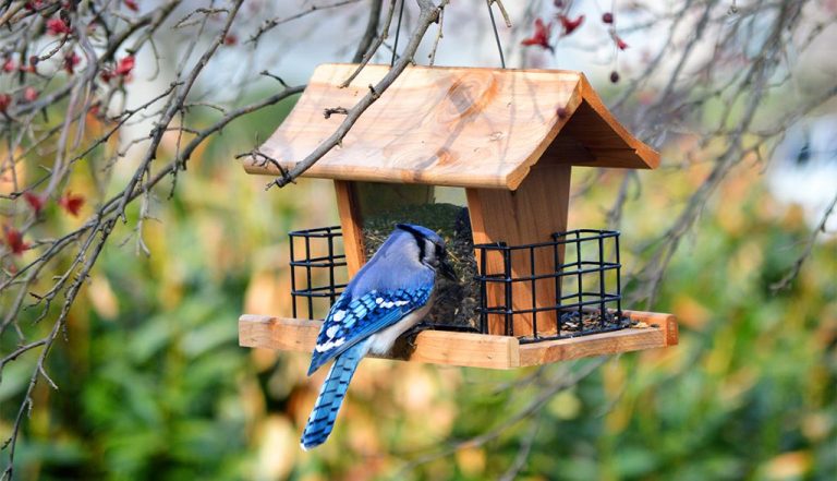 Homemade Bird Feeders: Attracting Wildlife To Your Garden