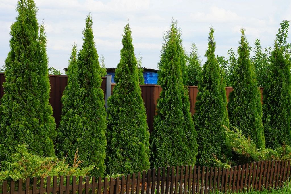 person planting a row of evergreen trees as a privacy screen