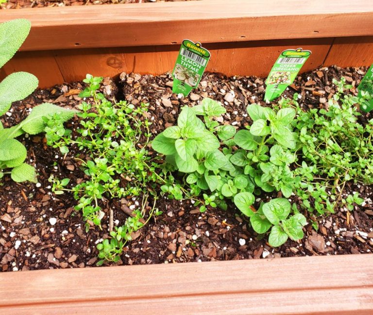 Beginner’S Guide To Starting A Herb Garden