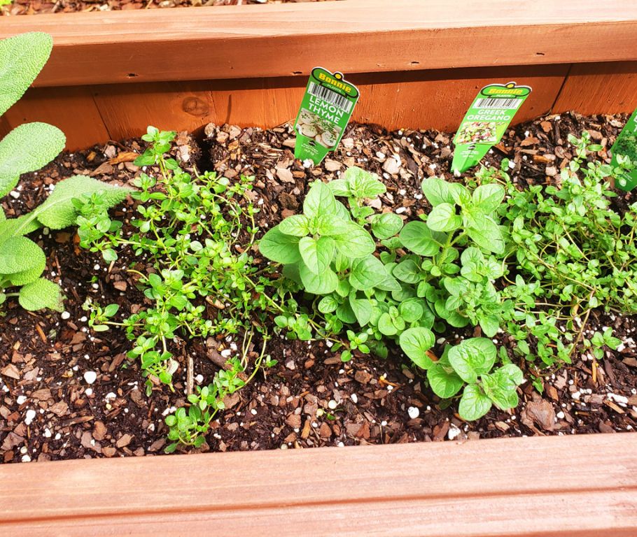 person planting basil, oregano, and other herb starter plants in an outdoor garden bed