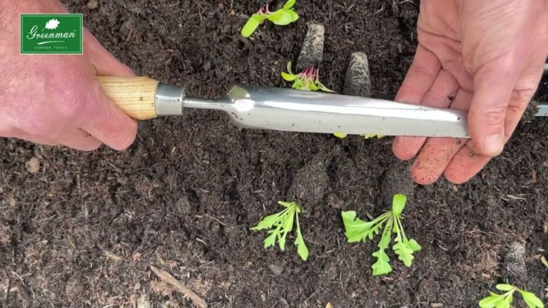 Gardening 101: A Beginner’S Guide To Getting Started
