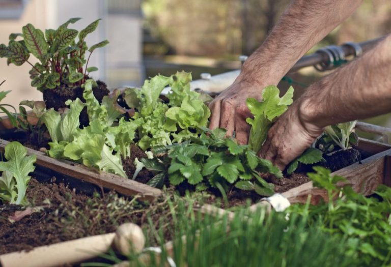 Urban Vegetable Gardening: Growing Fresh Produce In Limited Spaces