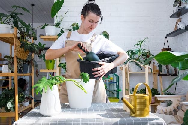 person watering a philodendron plant with a watering can
