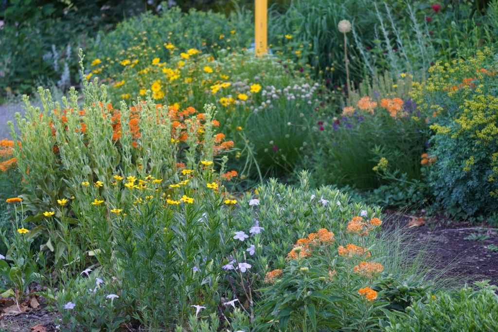 photo of a sunny pollinator garden planted with native flowers
