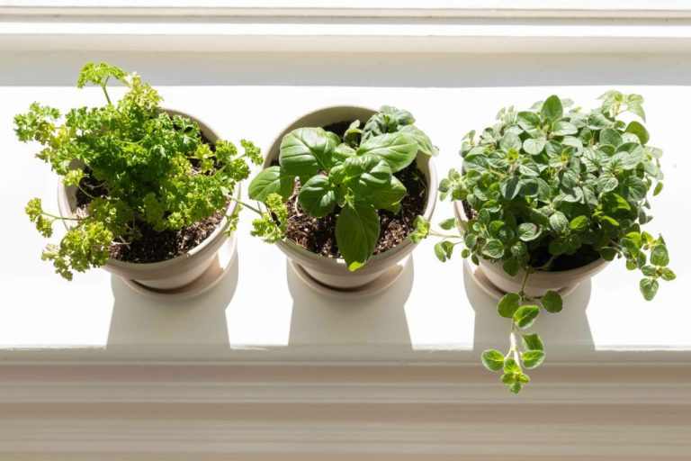 Windowsill Herb Gardens: Fresh Flavors In Urban Kitchens