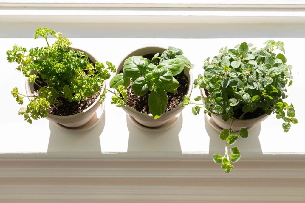 placing an indoor herb garden in a sunny window provides the light herbs need to thrive.