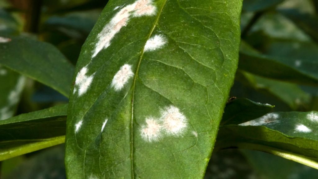 powdery mildew on a leaf