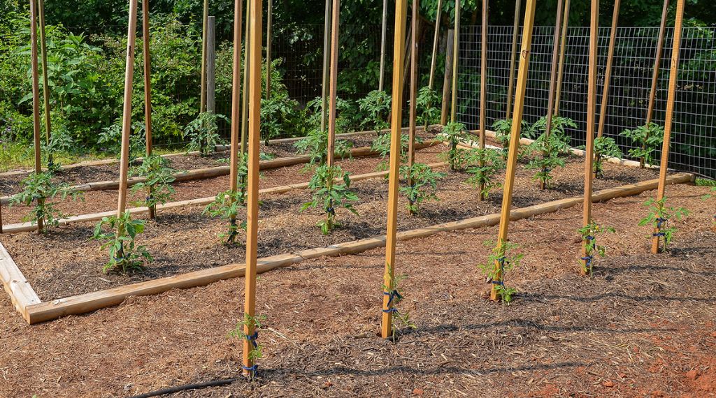 proper pruning, tying, and care helps maintain plant health on trellises.