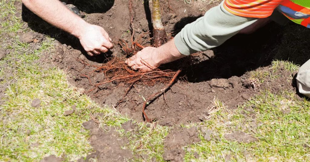 properly preparing soil by loosening, enriching, and amending it helps plants establish roots and access nutrients.