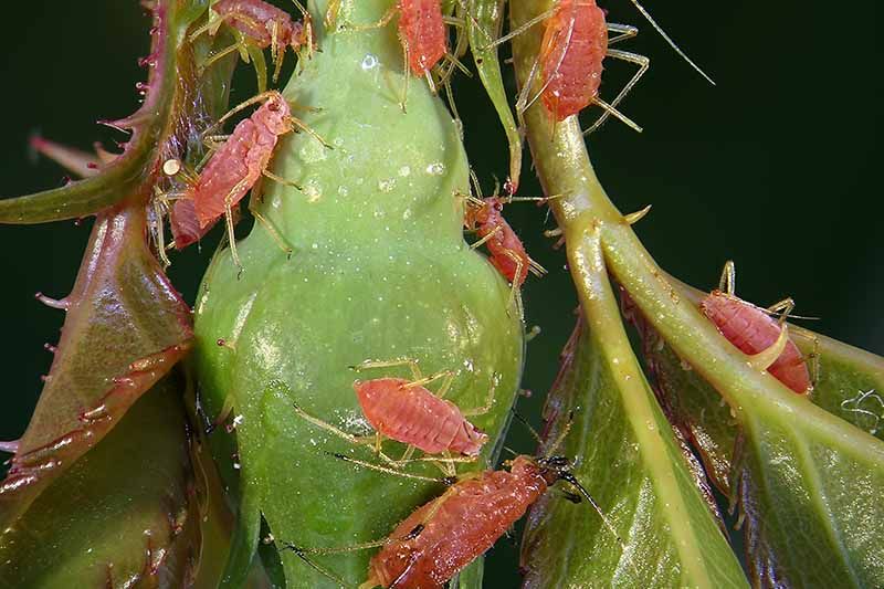 regular inspection and monitoring of rose bushes is key for early detection of aphid infestations.