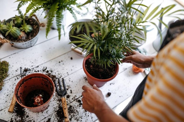 Beginner’S Guide To Houseplant Care: Essential Tips For Success