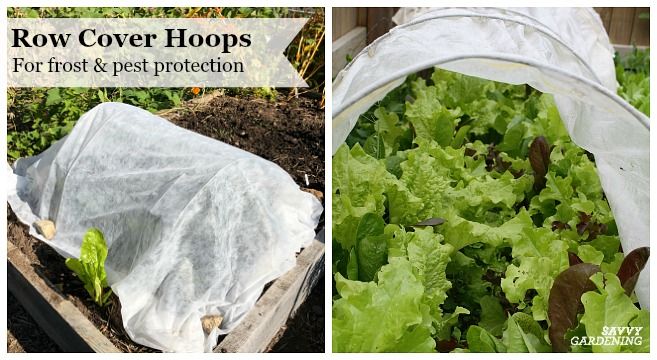 row covers protecting winter vegetable plants from frost and cold temperatures in a home garden
