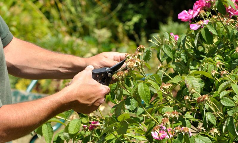 someone pruning a flowering shrub in early spring before the main growing season starts.