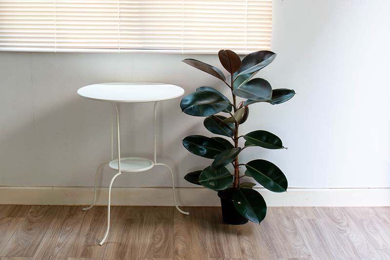 tall rubber plant in a pot on a table next to a window