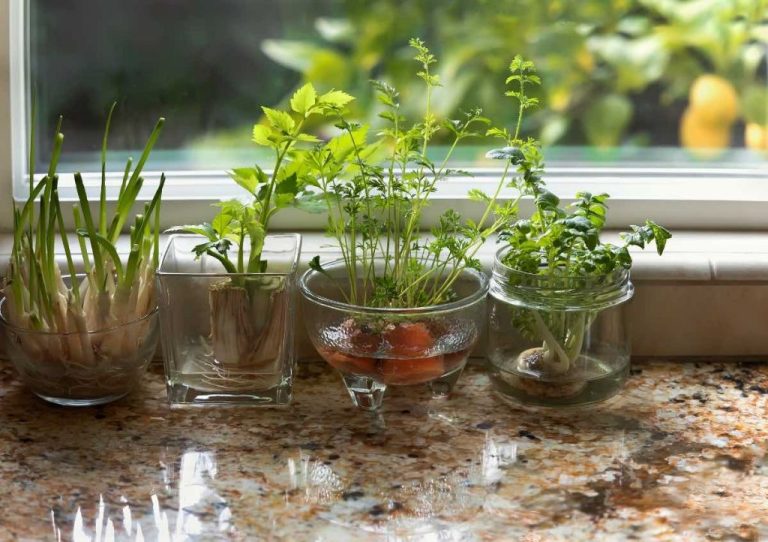 Tips For Success With Indoor Gardening For Beginners