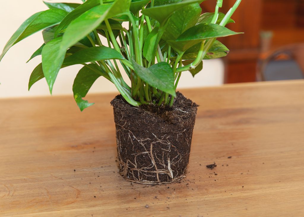 trim infected roots and treat healthy roots to save plants