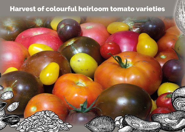 urban seed saving helps preserve genetic diversity of vegetables like heirloom tomatoes.