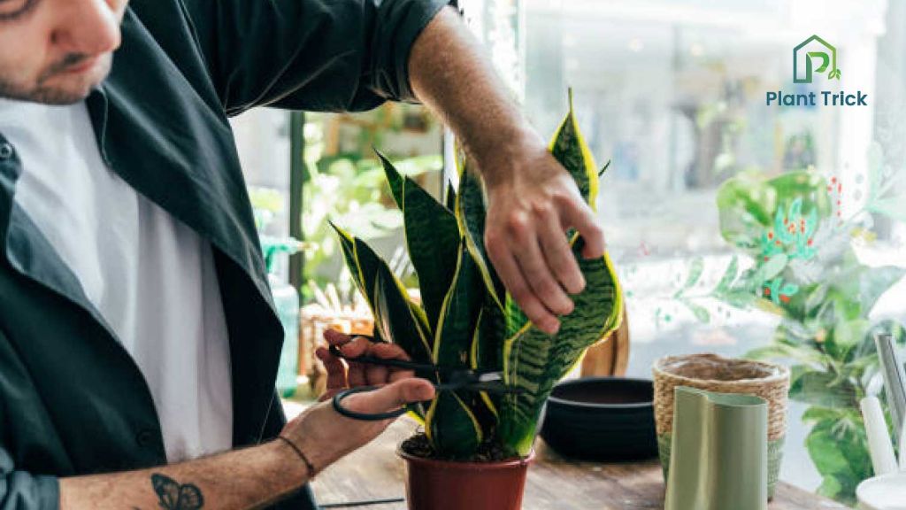 using clean, sharp scissors to prune a snake plant by cutting the leaves back to the base.