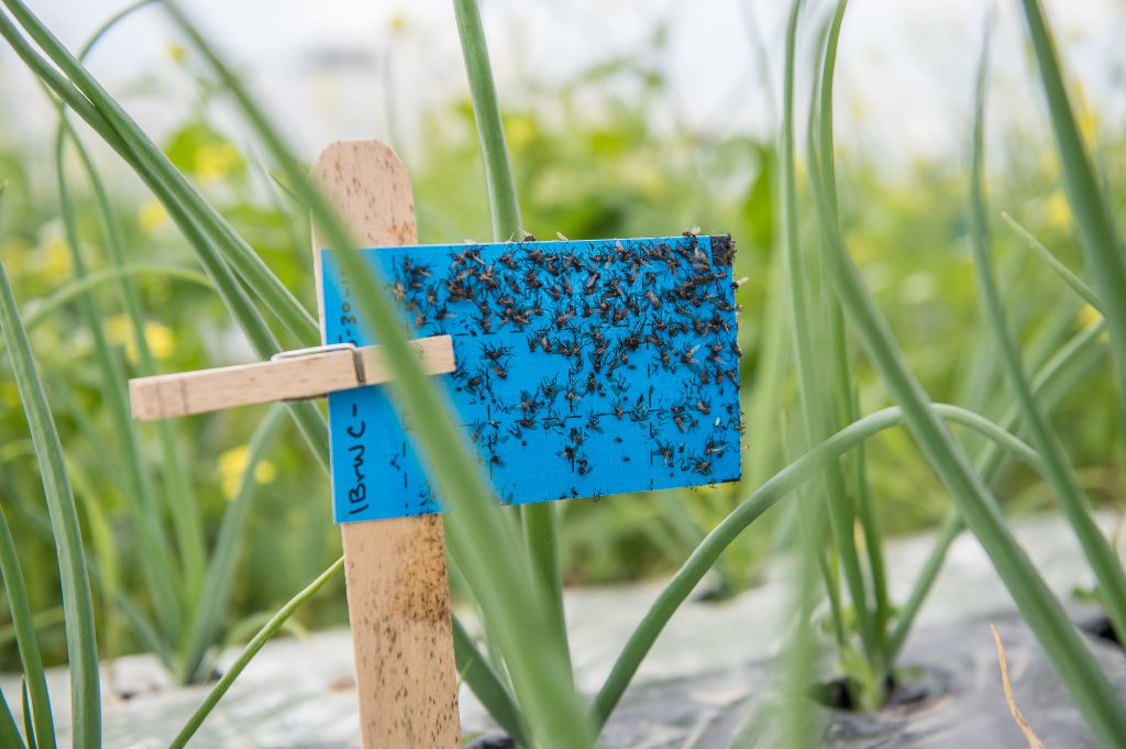 using organic pest control methods promotes healthy plants