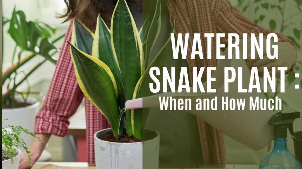 watering a snake plant plant when the soil is dry by pouring water slowly until it drains from the holes at the bottom.