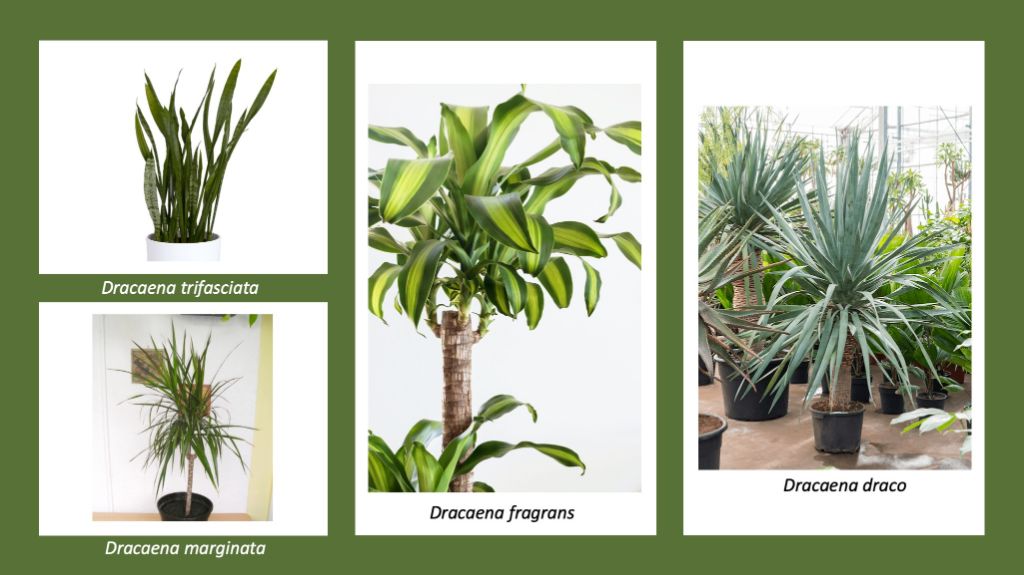 when choosing a dracaena plant, select a variety suited to your available space and light levels.