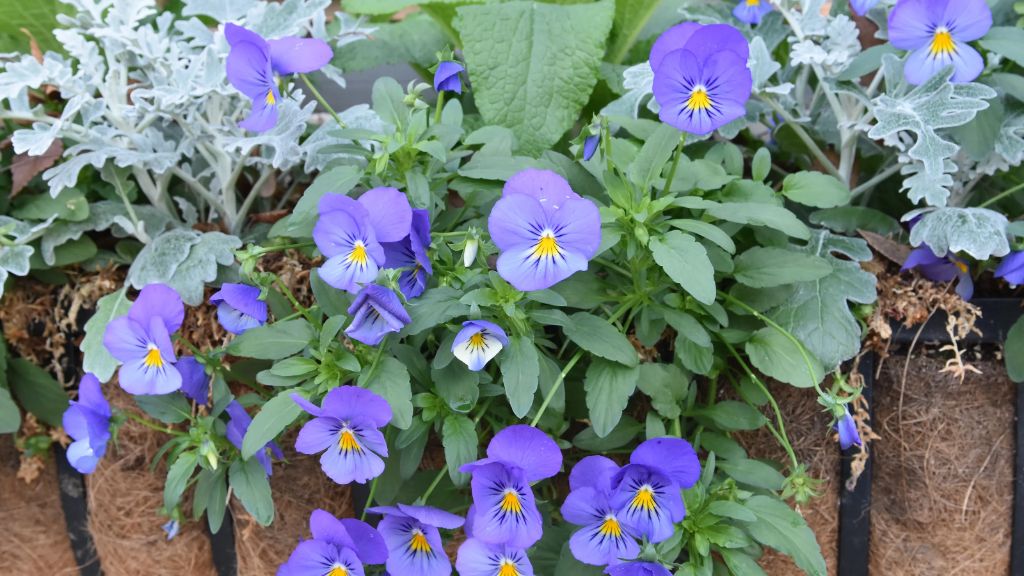 winter pansies and violas offer cheerful color